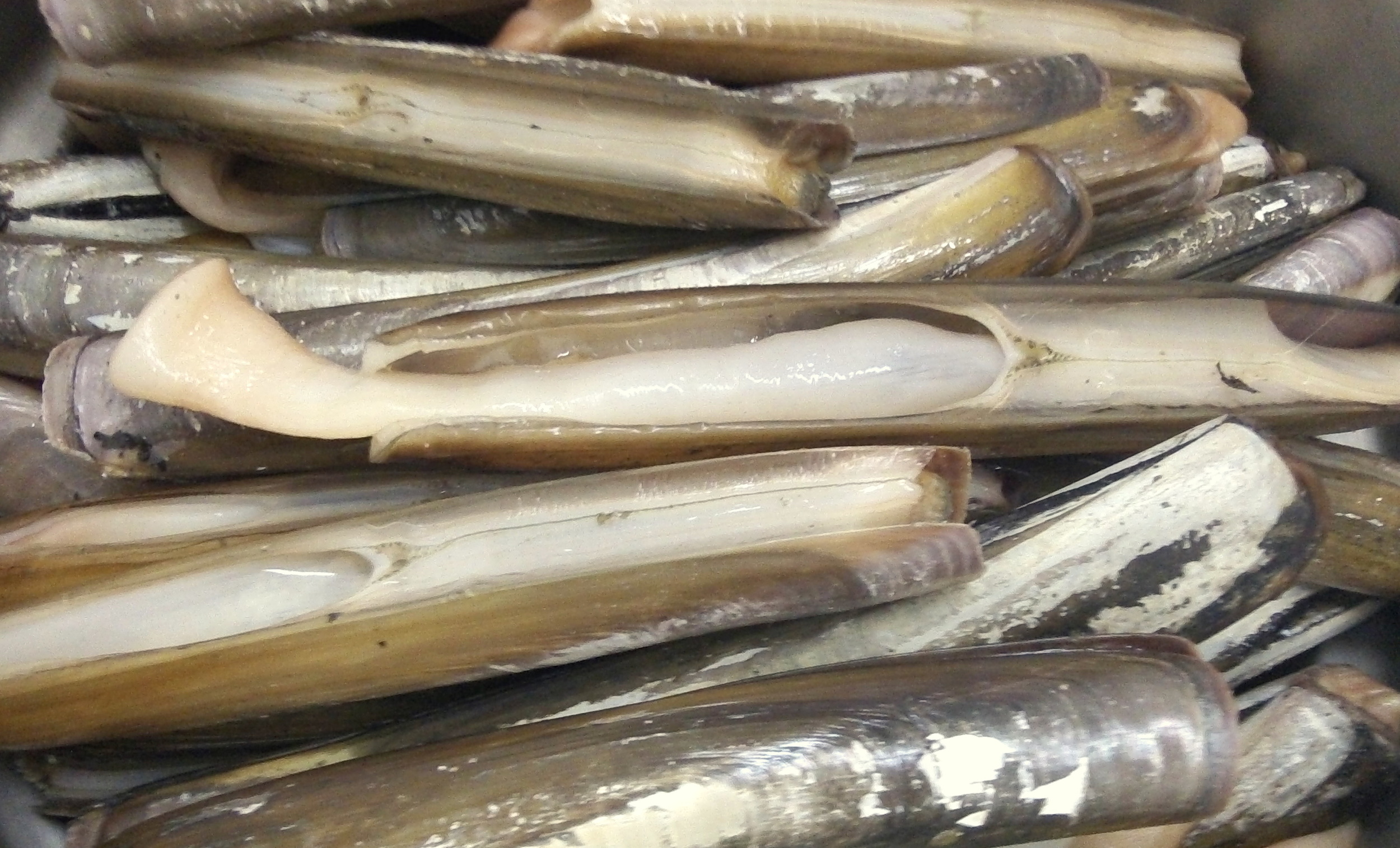 Razor clams