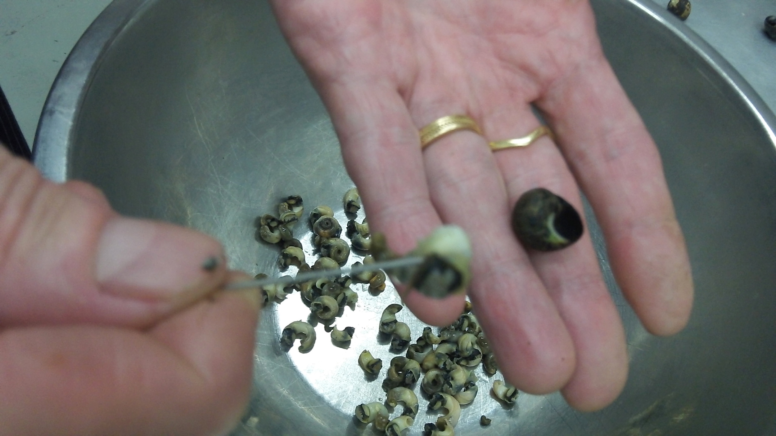 Removing periwinkles from their shells