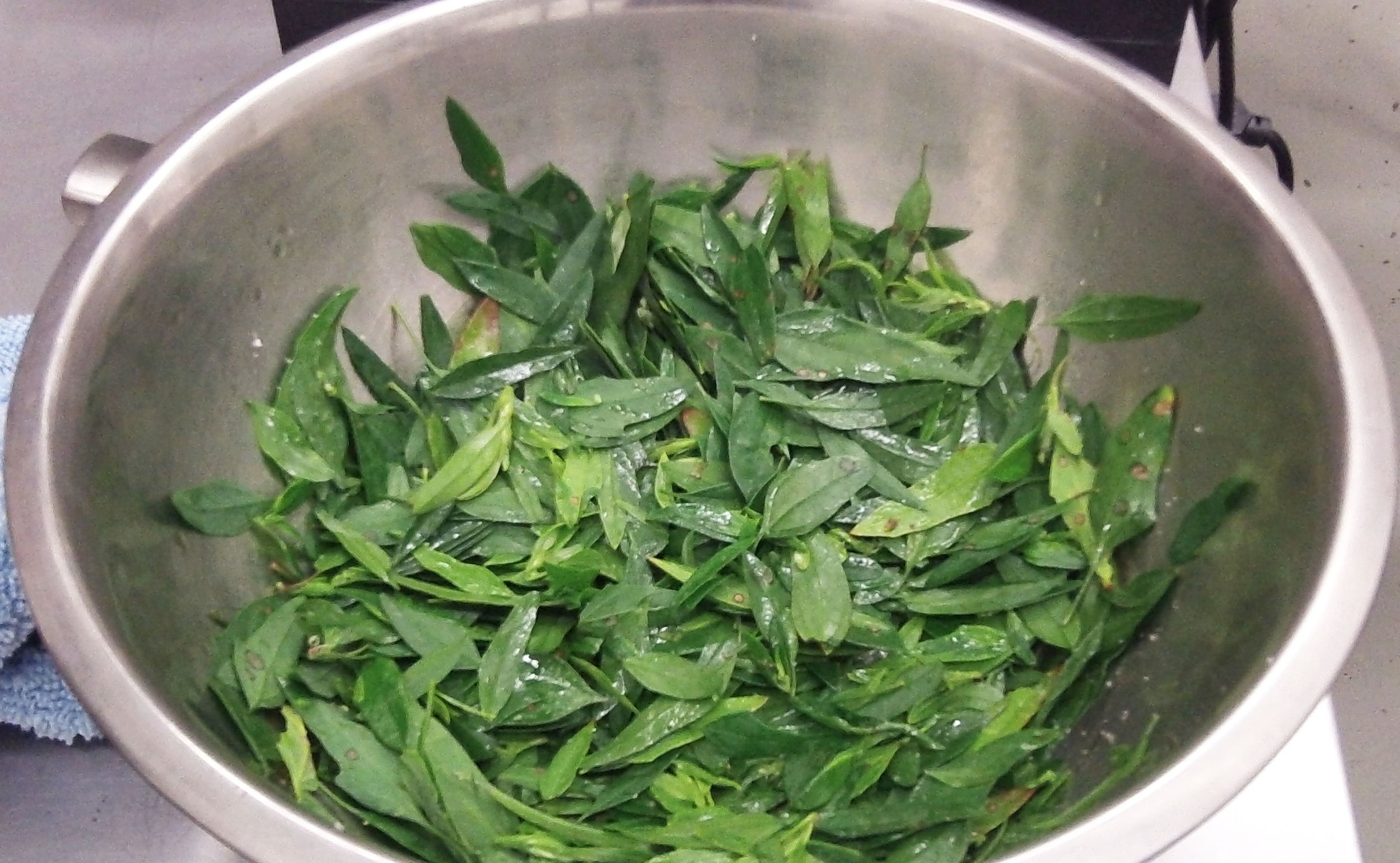 Lambs quarters, a wild edible