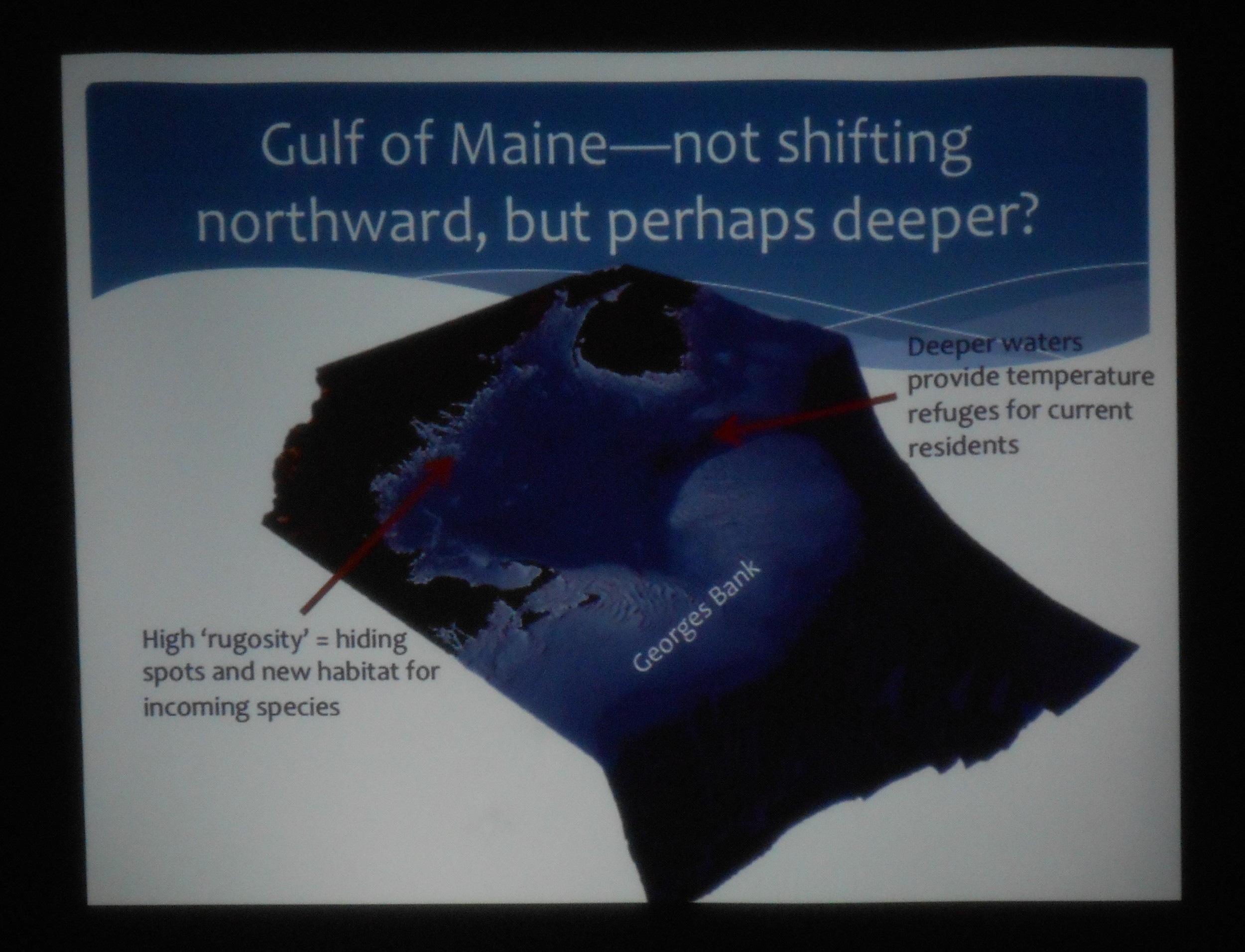 Kristin's slide: in the Gulf of Maine, some fish species are adapting to the reality of warming waters by moving deeper.