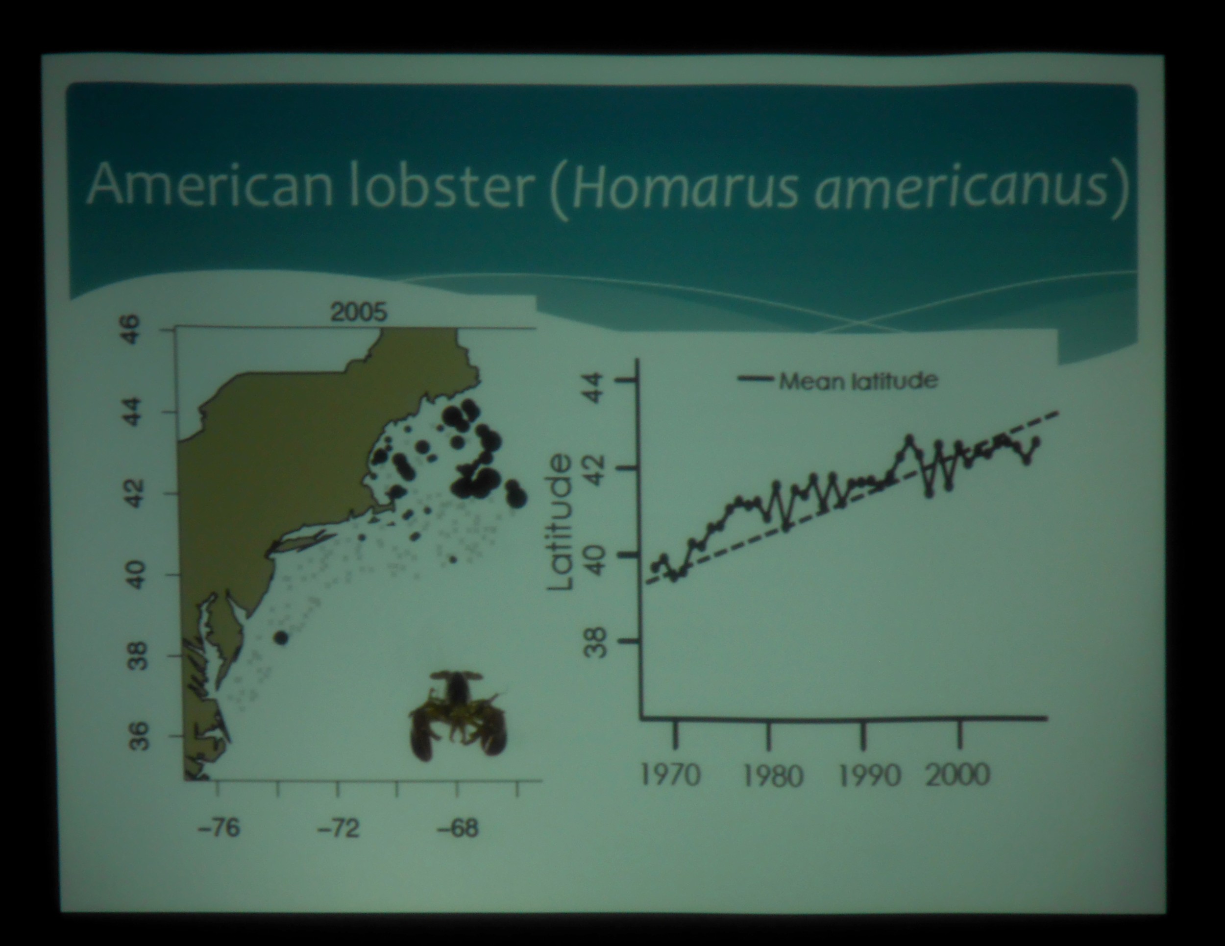 One of Kristin's slides shows that the average latitude at which lobsters are found is shifting north -- likely a response to warming waters.