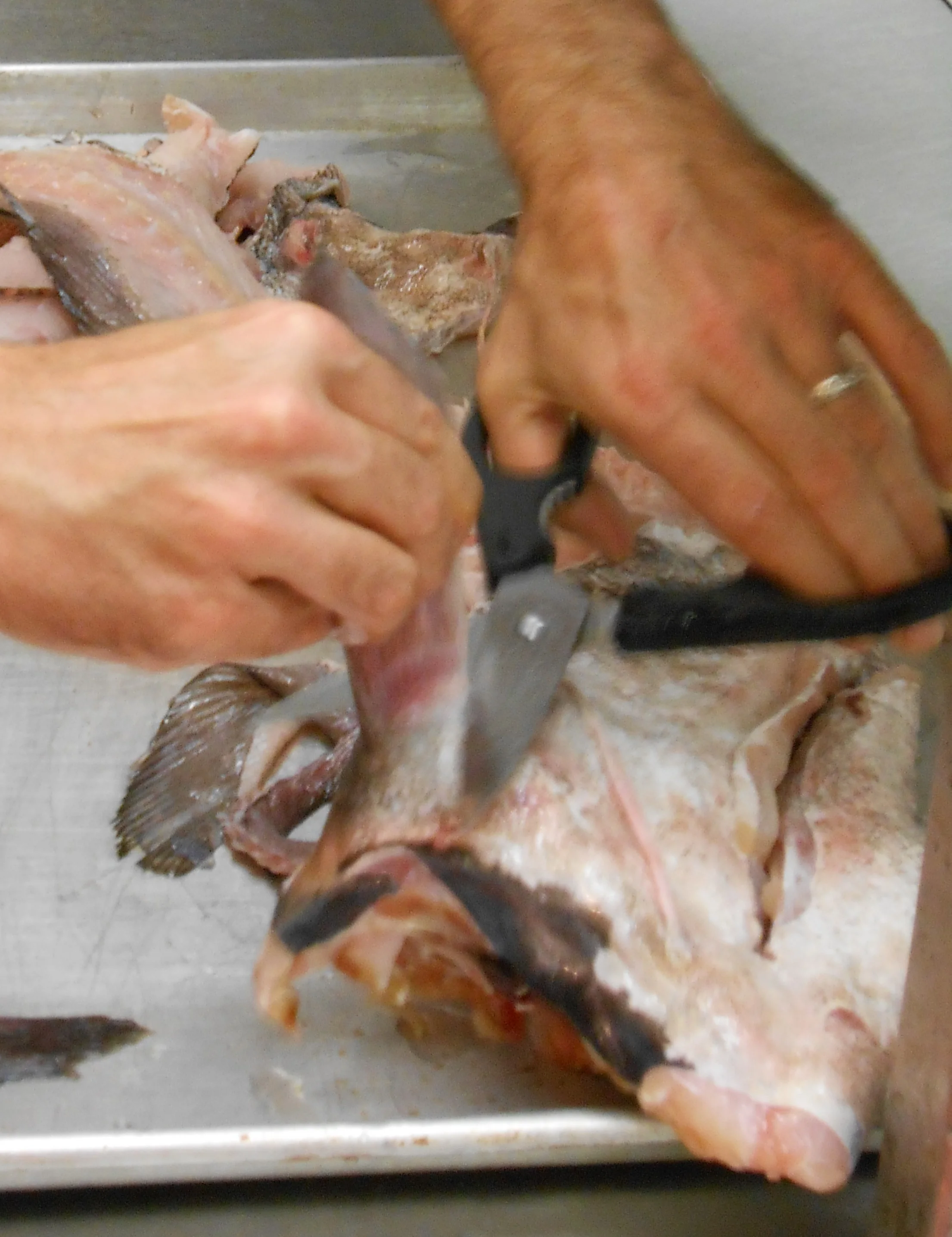 trimming fins.jpg