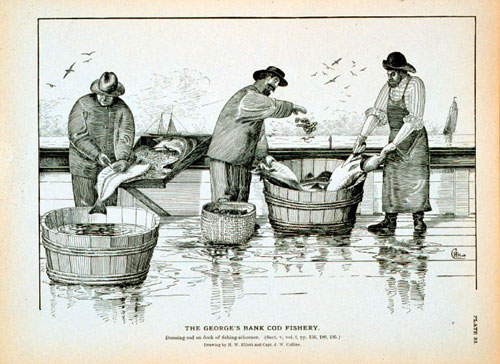Historical cod fishery. Credit: NOAA.