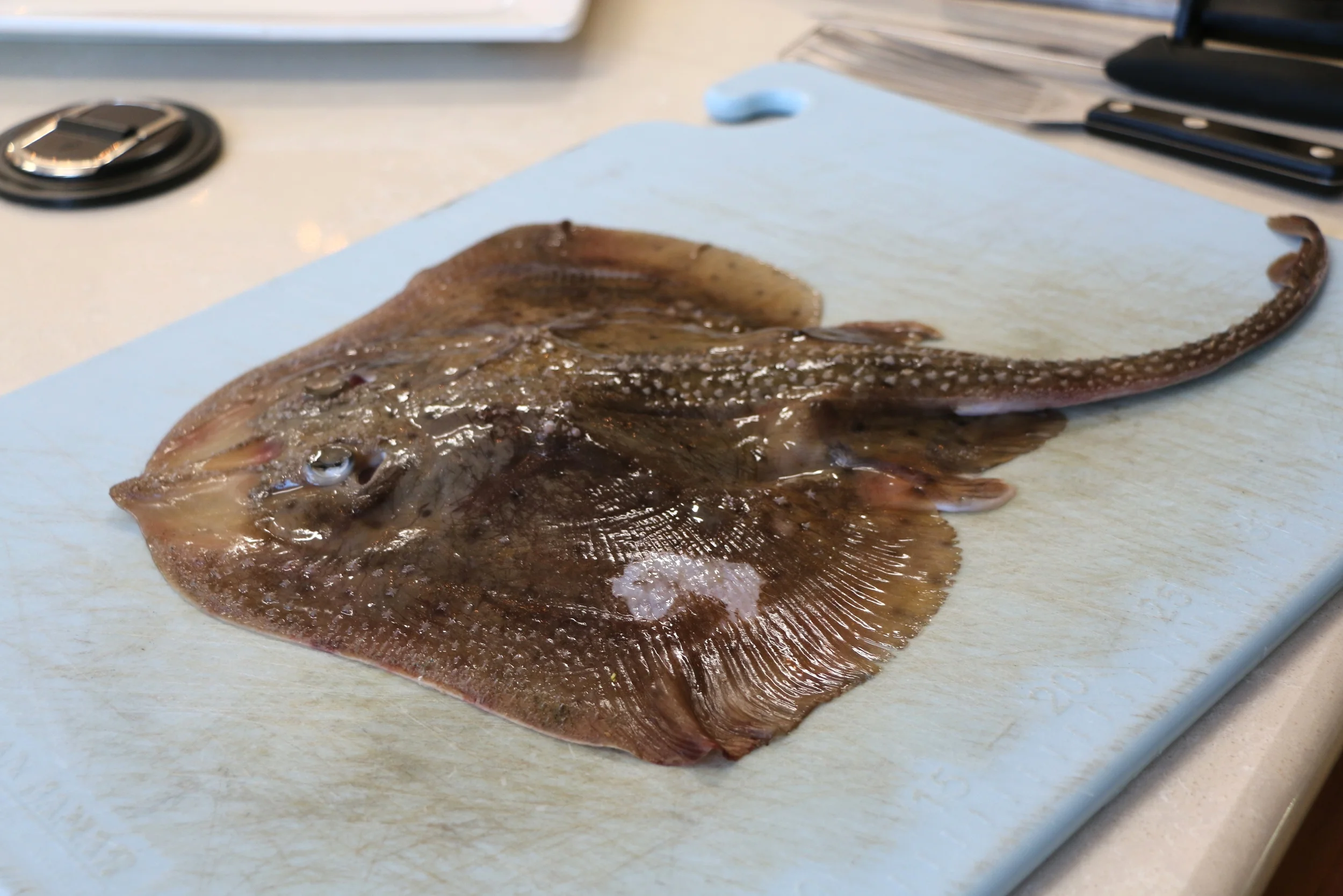 Little skate to be filleted 