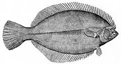 240px-Pseudopleuronectes_americanus.jpg