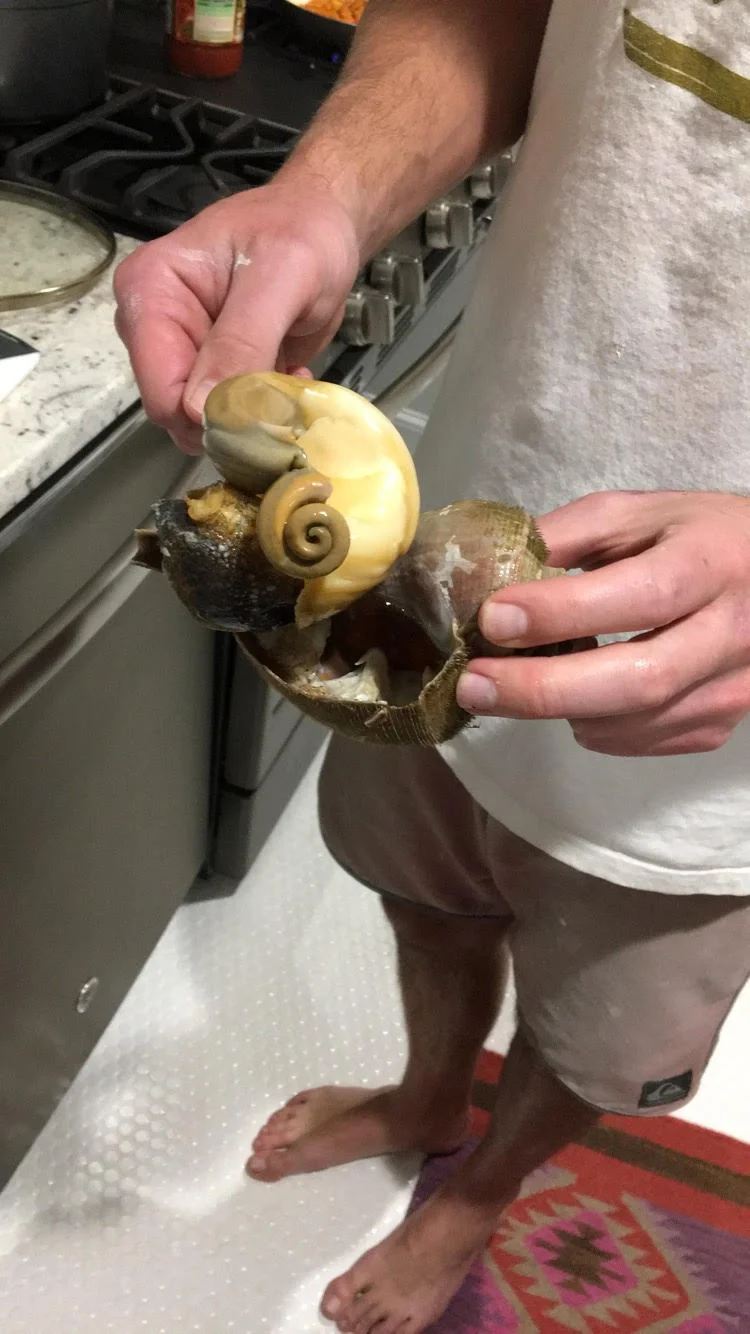 Cleaning Whelk