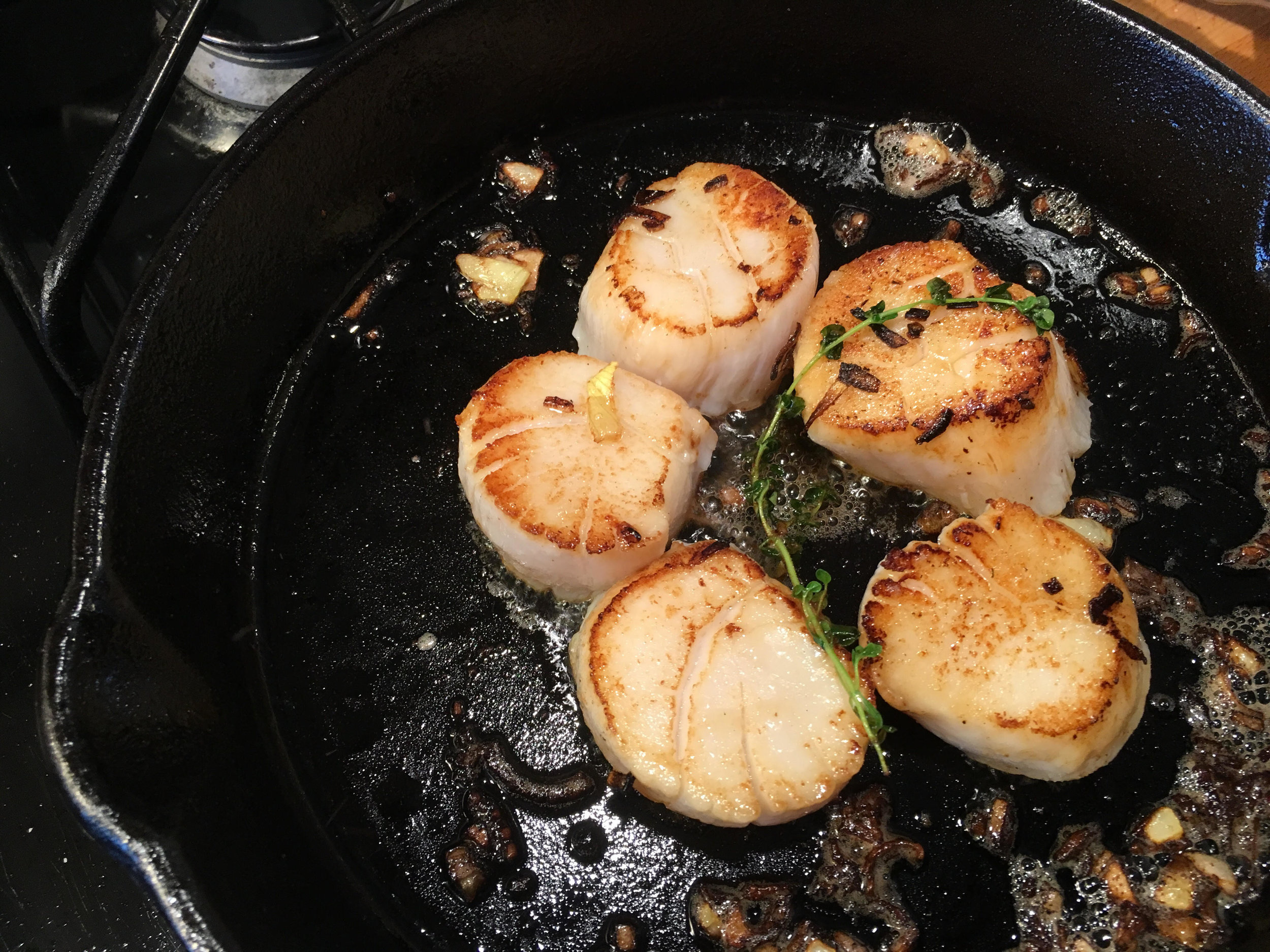 Sea scallops landed in Provincetown by Jorge Dias, seared in a pan with butter, garlic, and a sprig of lemon thyme from our indoor "garden"