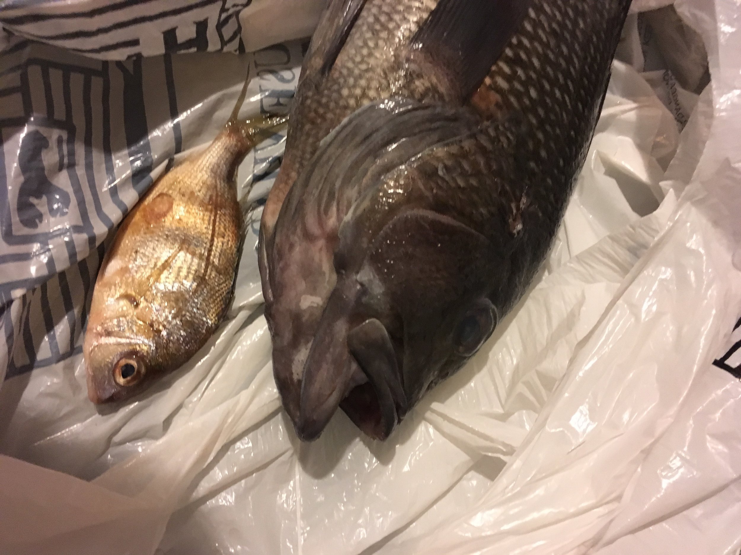 Black sea bass with a little scup that was hitching a ride in the bass mouth