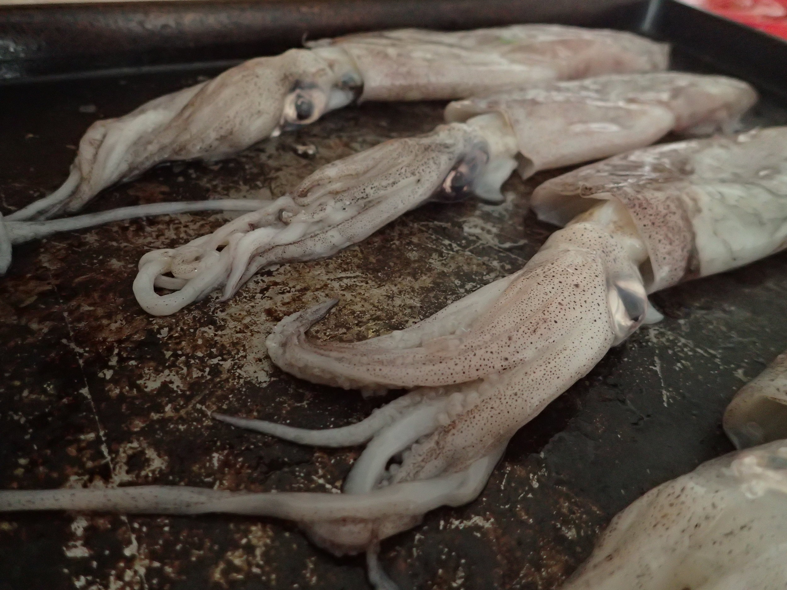 Fresh loligo squid