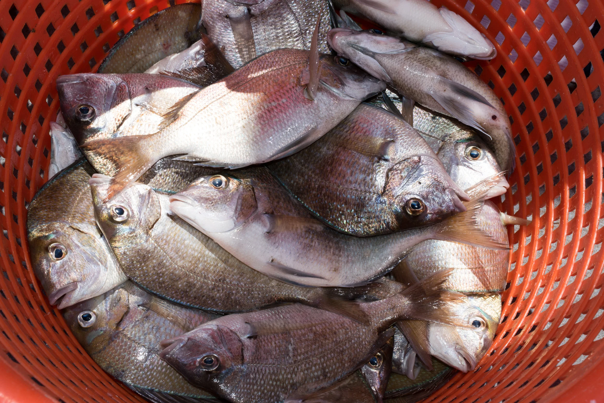 Following the fish, and defining local markets for scup in Rhode Island