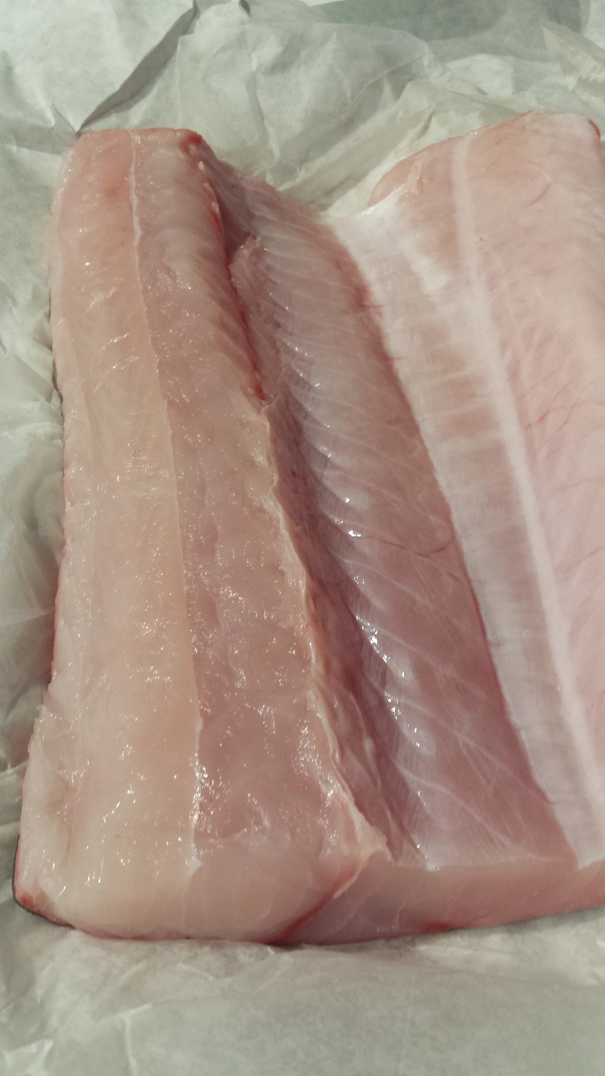 Smooth Dogfish a keeper!