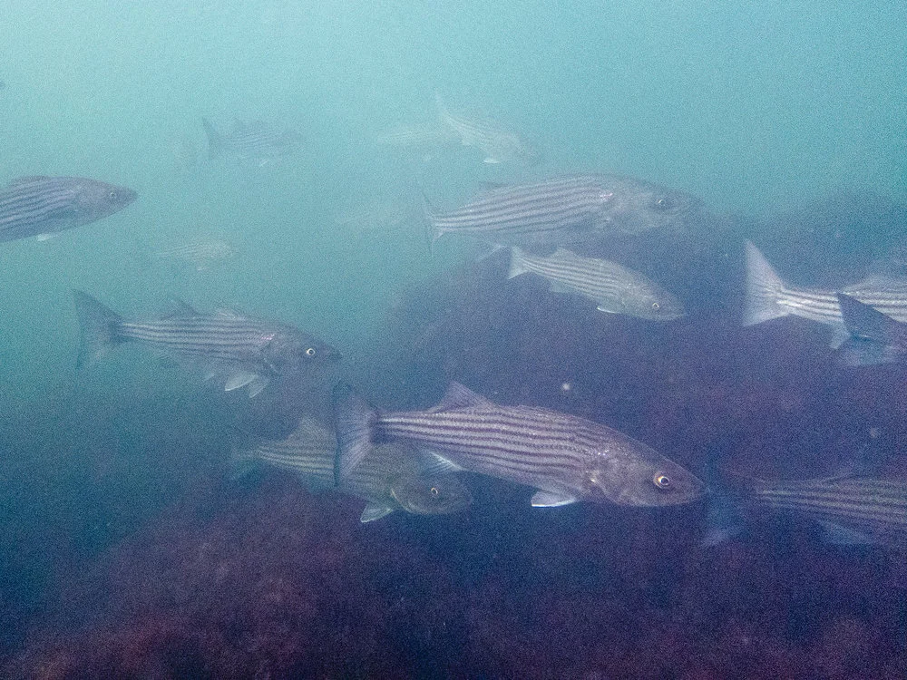Striper school.jpg