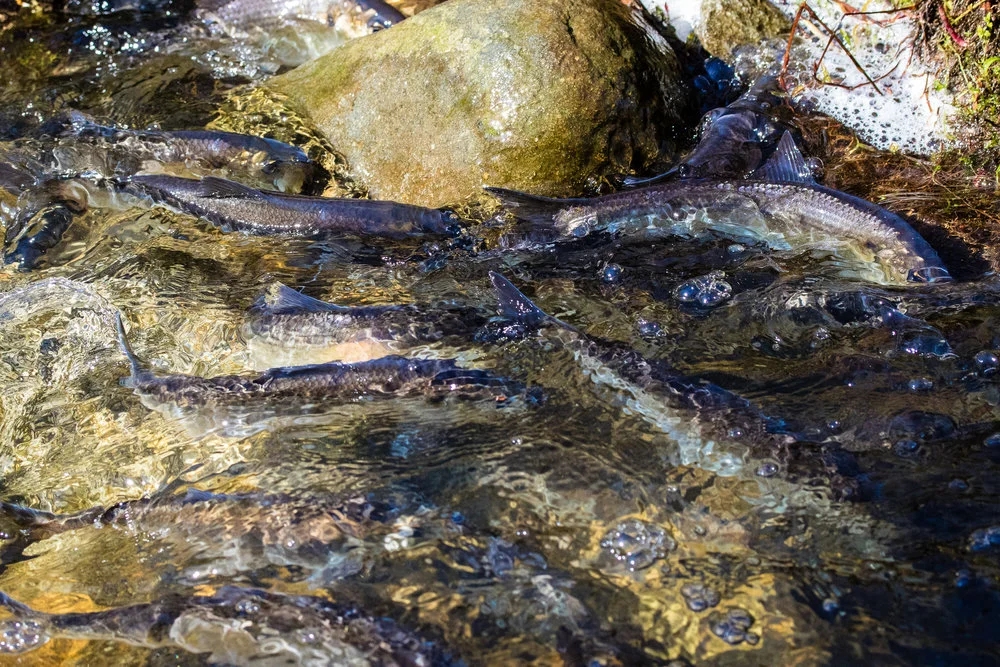 Alewives river.jpg