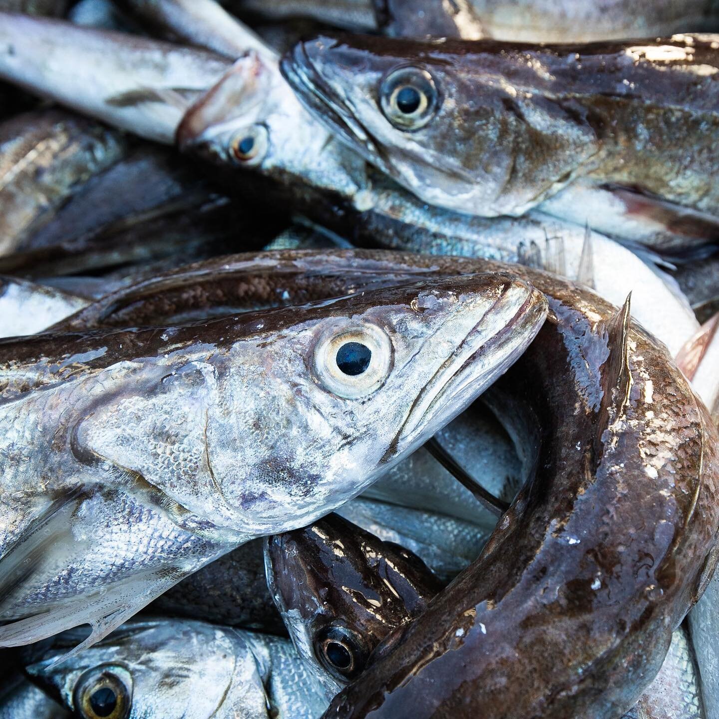 November 11th is our next Cook a Fish, Give a Fish Class with @noah.c.cain Featuring Whiting! 

Whiting aka silver hake is a small schooling species of hake that is very abundant in New England waters. Because it is typically a smaller fish, whiting 