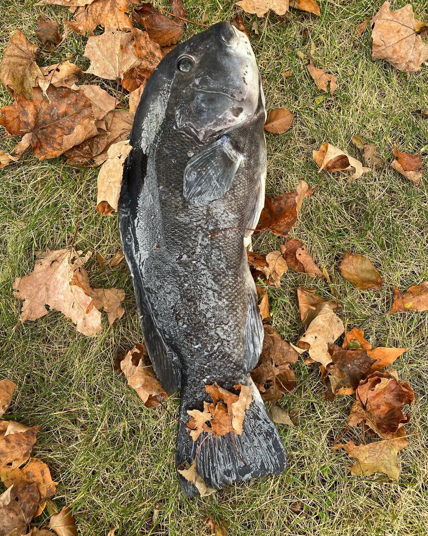 October is national seafood month for a reason, its one of the best times to enjoy local seafood. And falling leaves and Tautog aka blackfish just seems to scream fall! This fish was caught recreationally and given to me by a friend but the commercia