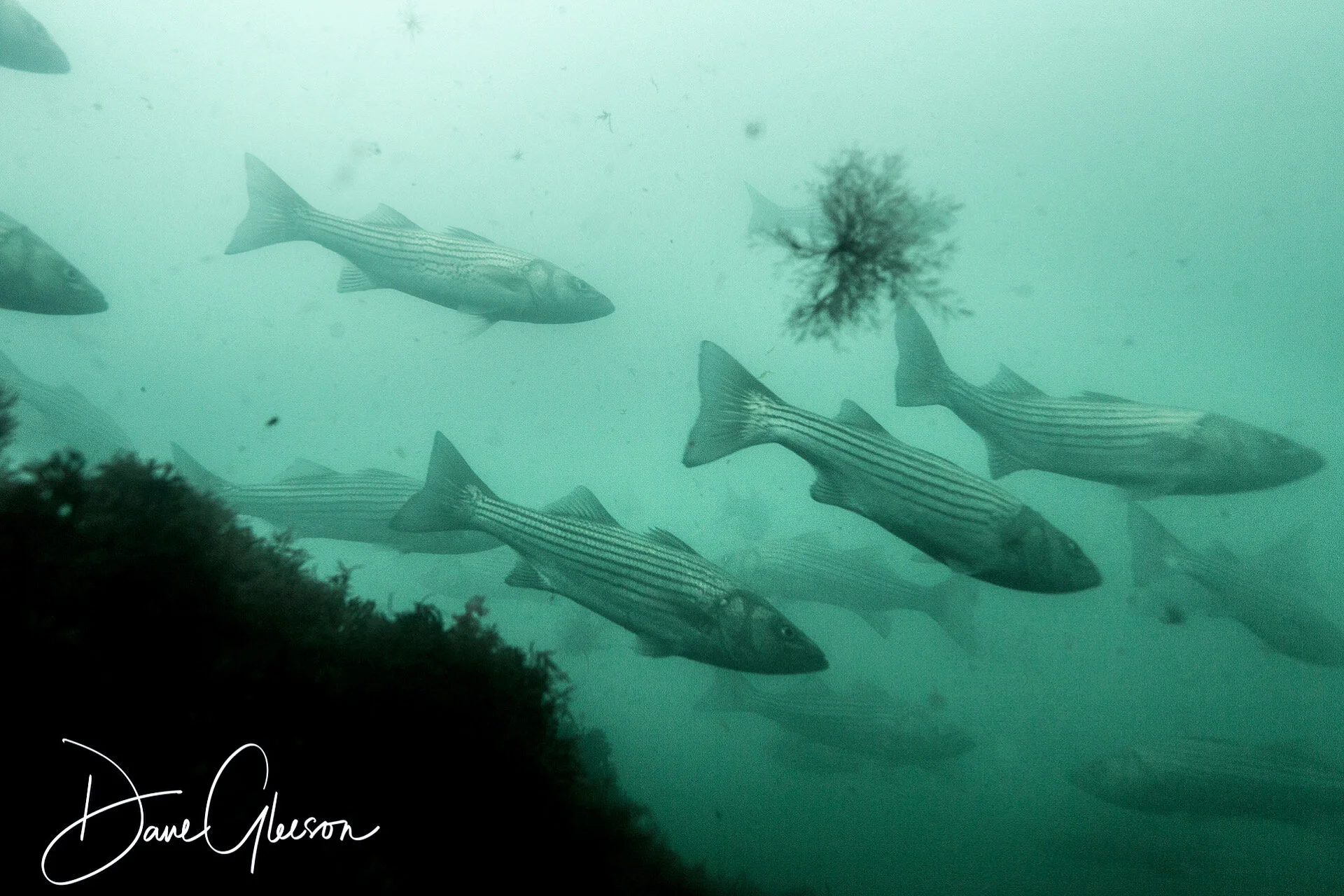 Supporting Healthy Seafood Habitat in New England