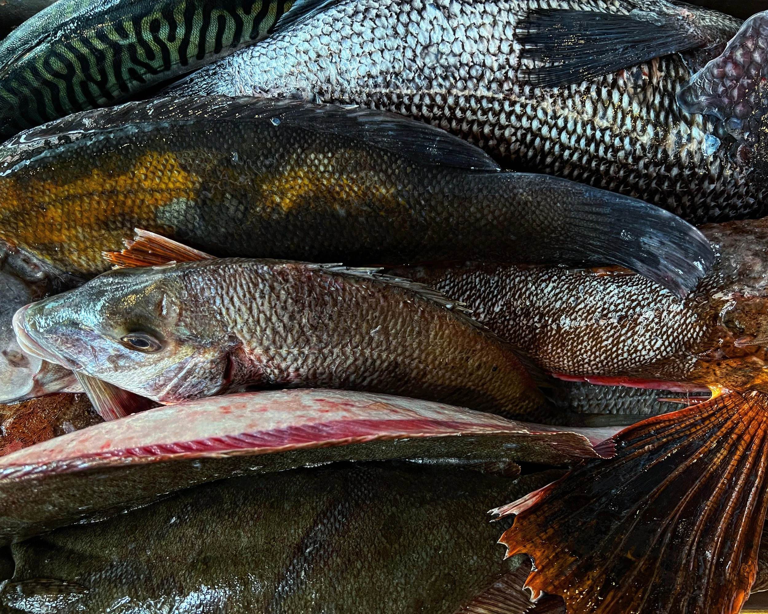 Spring Seafood from Ben.jpeg