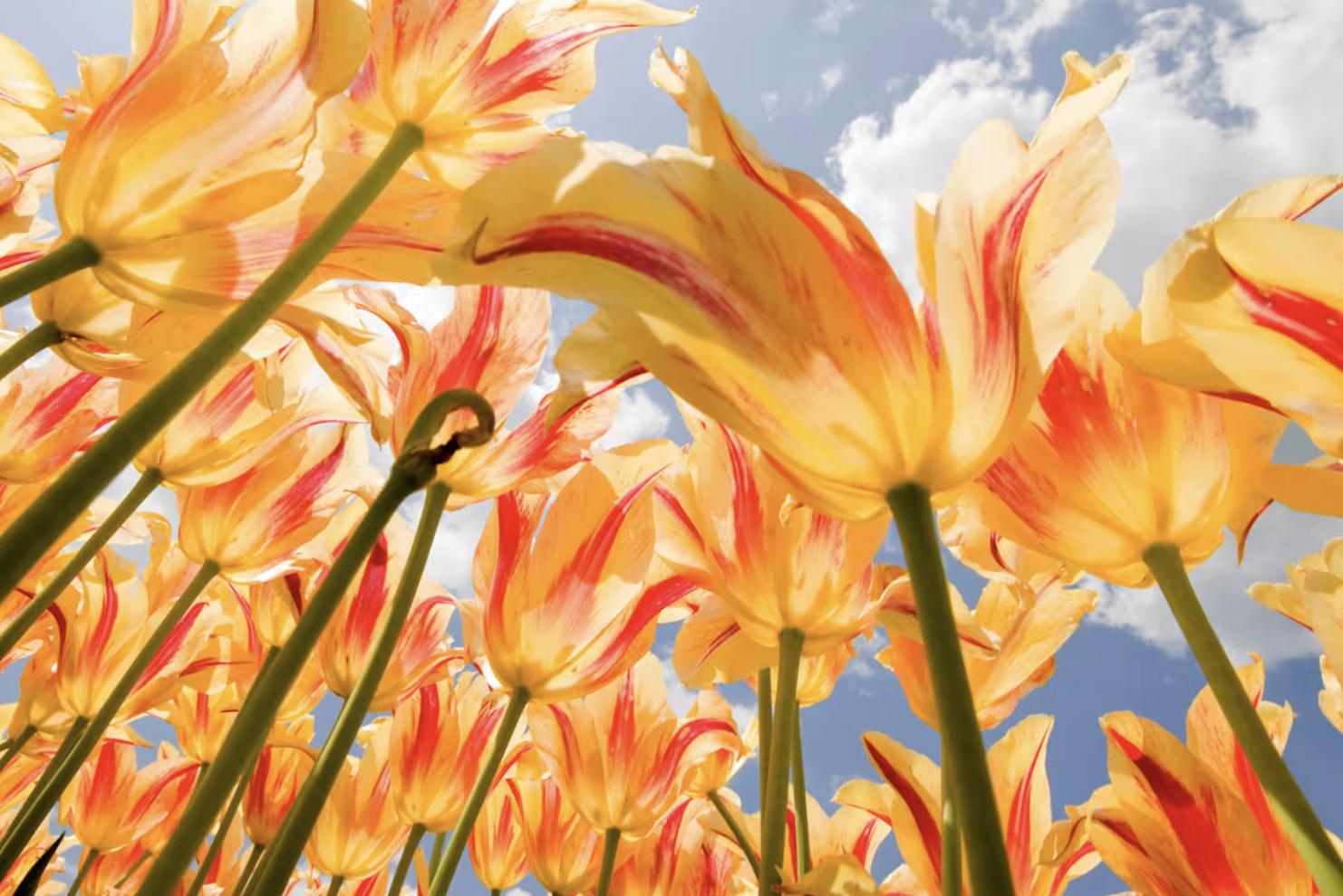 Spring Equinox Workshop: Light Returns