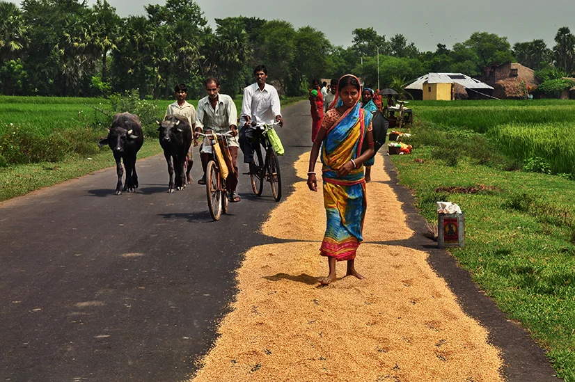 A woman in a village of West Bengal walks over rice husk to separate them (Photo: Smita Sharma).