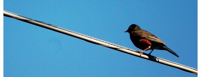 Image from the Flickr stream of Lifelive
Sometimes I feel a bit like Snow White. Secret word is issued from on high and little birds fly messages my way, for which I'm very grateful.
A few people wrote to let me know that Apple had issued a couple of proclamations for developers in the iTunes Connect program.
Required iPhone & iPod touch Screenshot Upgrade for Retina Display
When you create or update your apps in iTunes Connect, you must upload screenshots that are high-resolution. We require your screenshots as high-resolution images so that your app is optimized for the Retina display.
The requirements for high-resolution images are 960 x 640, 960 x 600, 640 x 960, or 640 x 920 pixels. Images must be at least 72 dpi, in the RGB color space, and the file must be .jpeg, .jpg, .tif, .tiff, or .png. You can update your screenshot files at any time in iTunes Connect.
New Notification for Binaries Exceeding Cellular Network Download Size Limit
Admin and Technical users will now be notified if your resulting binary size for the App Store exceeds the cellular network download size limit of 20MB. Exceeding the limit requires your app to be downloaded over Wi-Fi. This information can help you determine if you want to resubmit your binary in order to reduce the size of your app.
Regards,
The App Store team