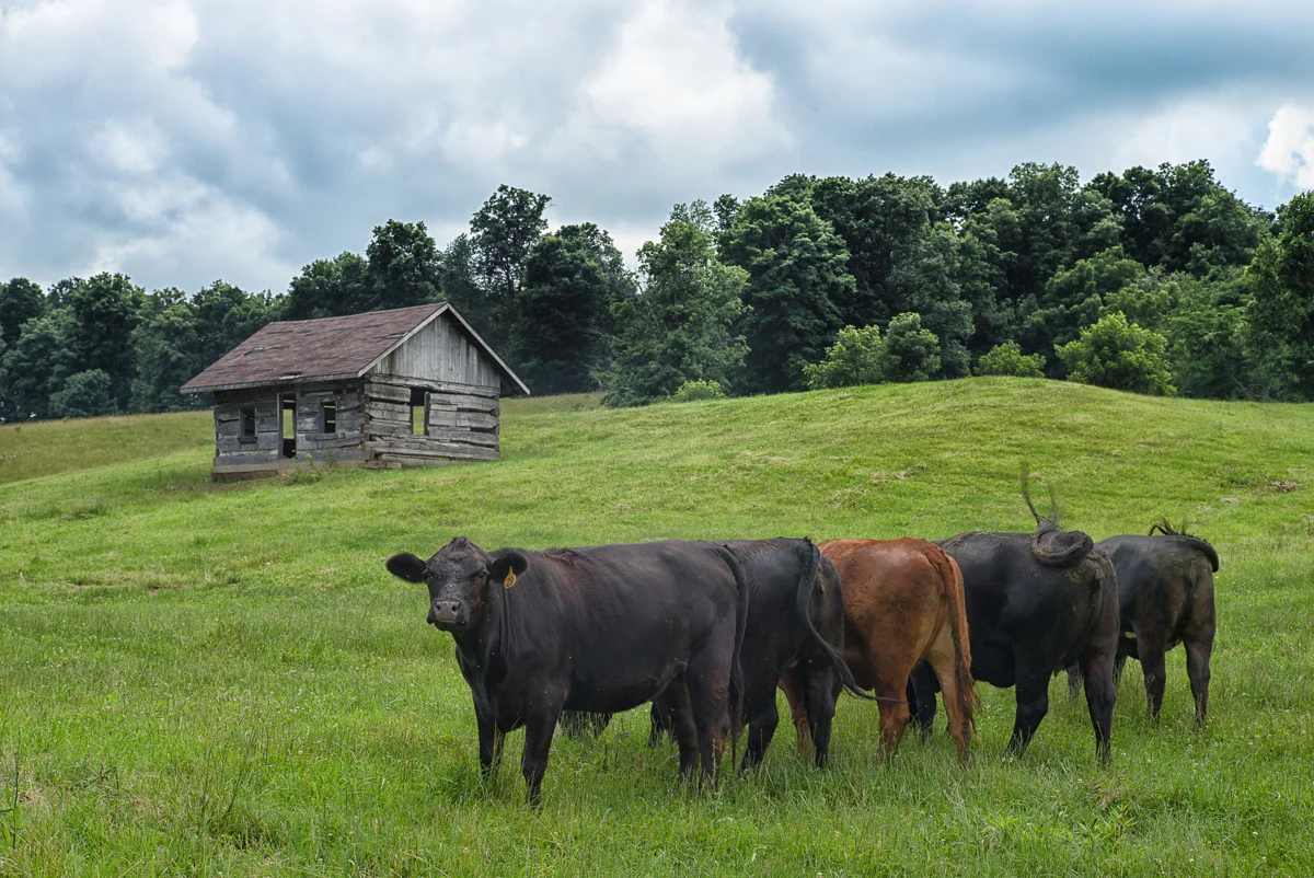 We've got cows…