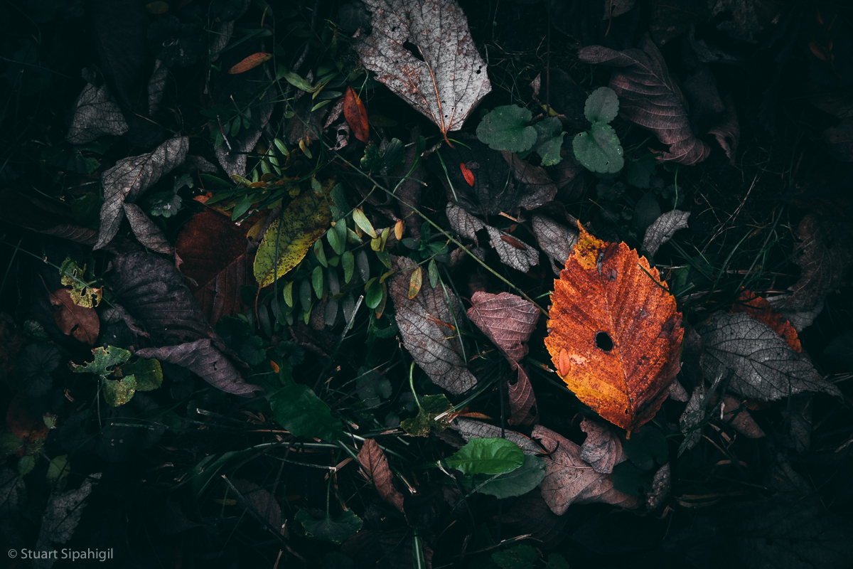 into-the-woods-6.jpg
