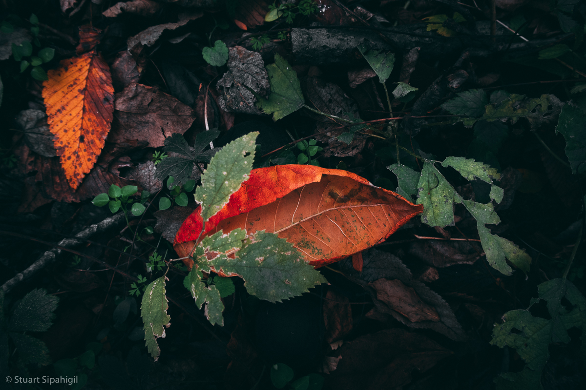 into-the-woods-8.jpg