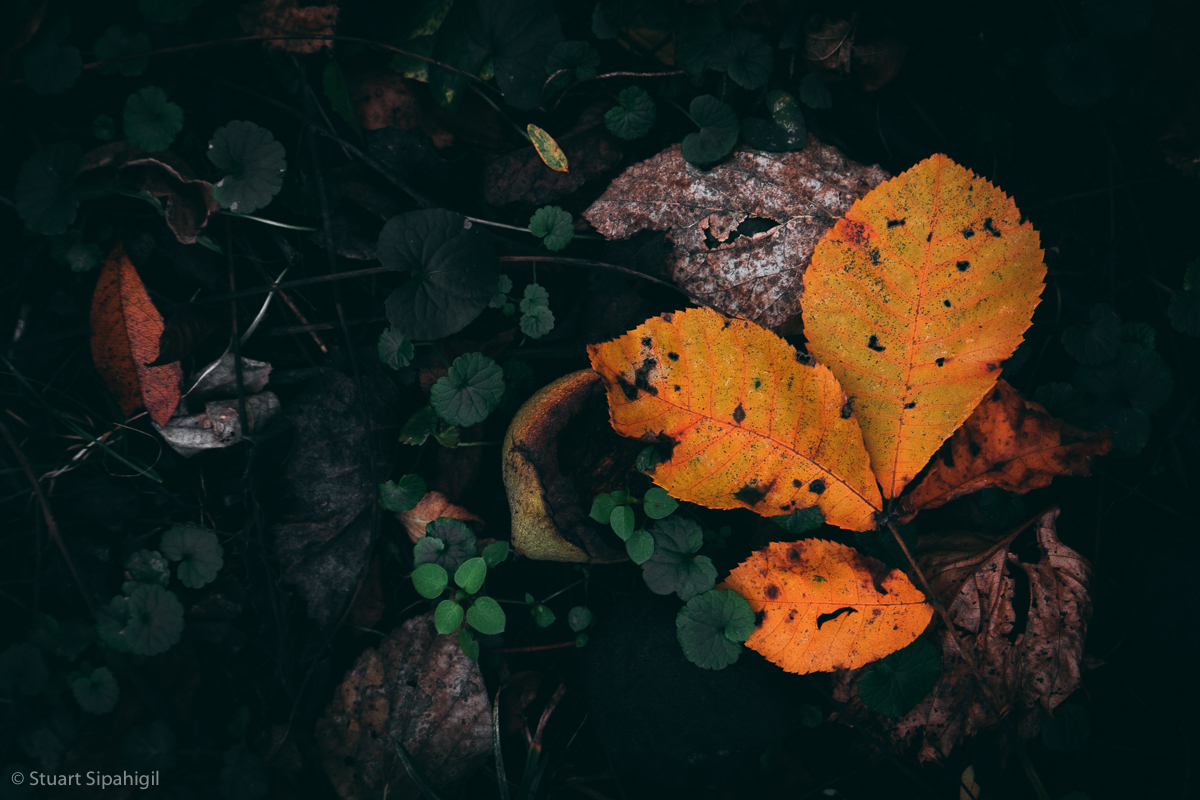 into-the-woods-10.jpg