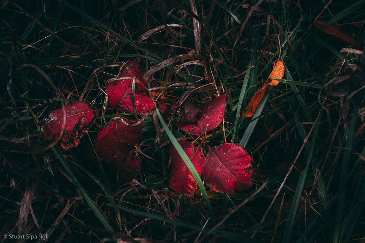 into-the-woods-14.jpg