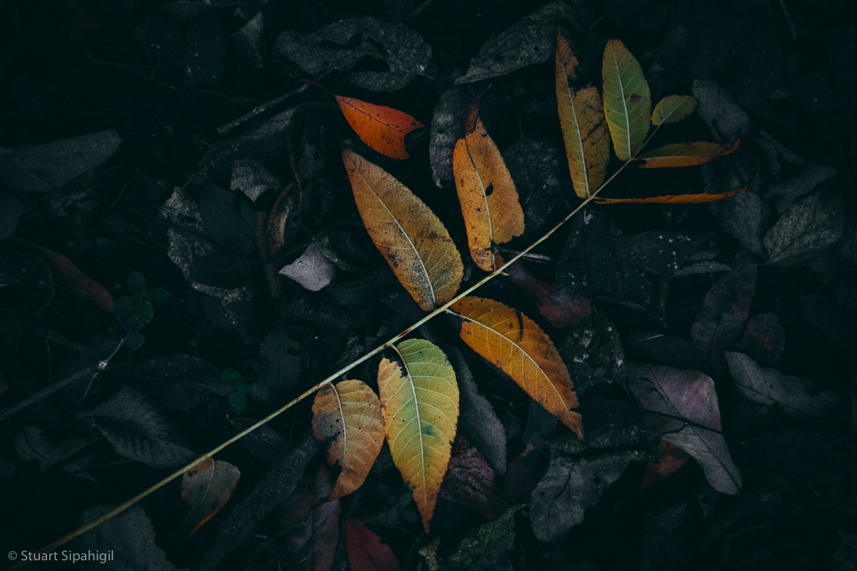 into-the-woods-16.jpg
