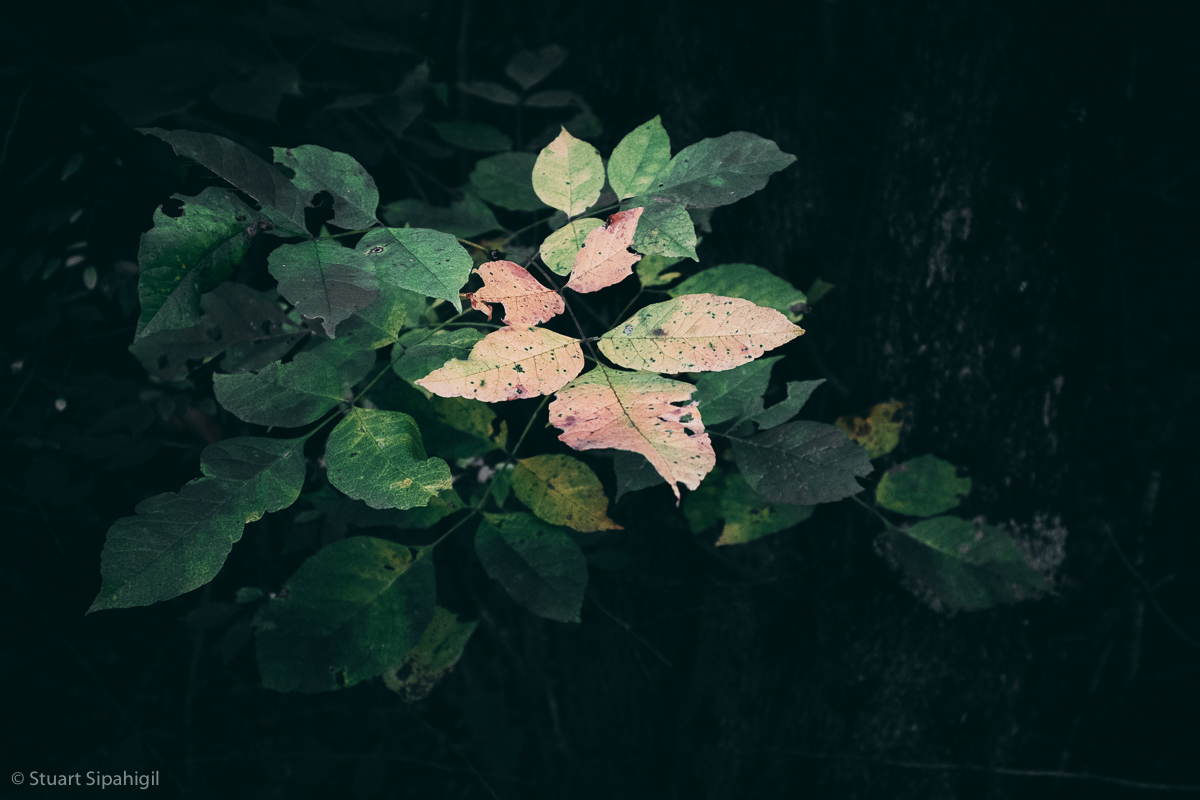 into-the-woods-20.jpg