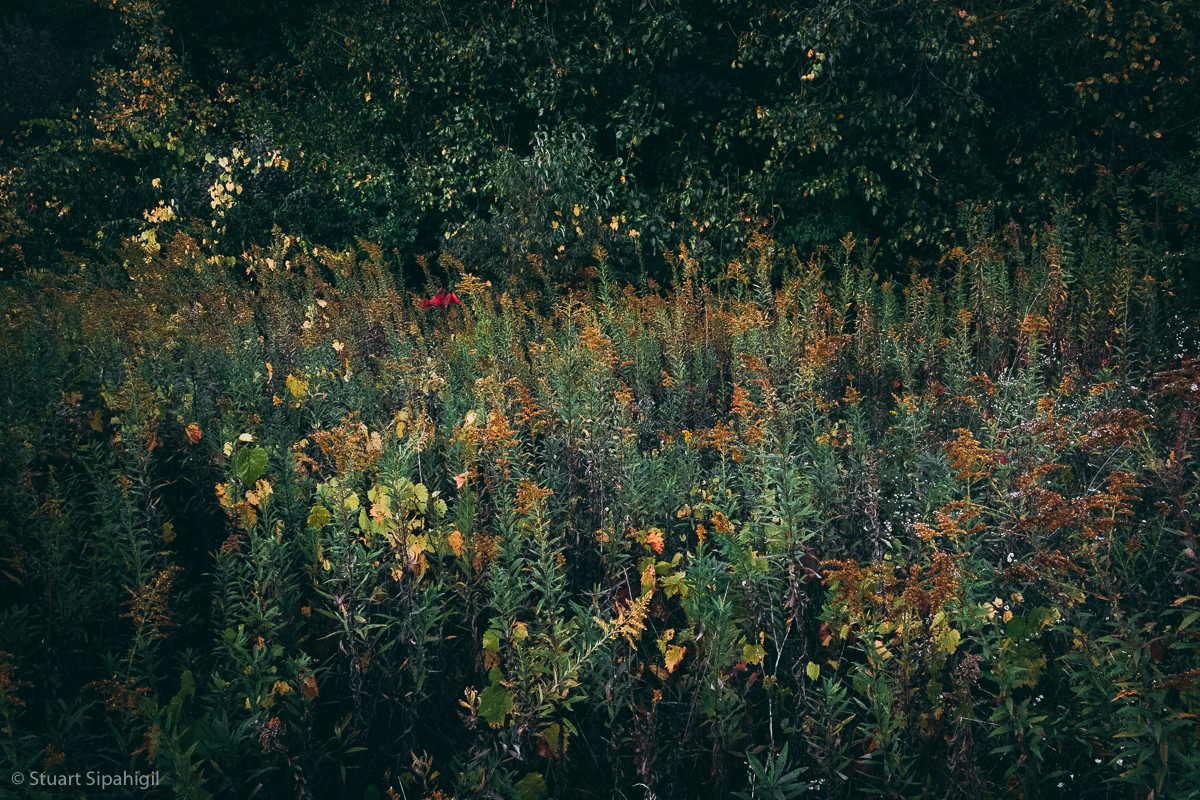 into-the-woods-25.jpg