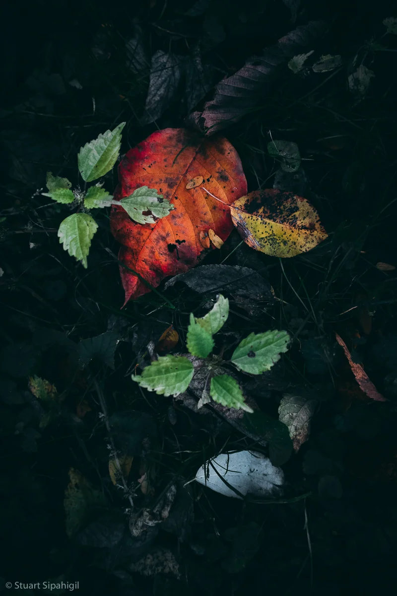 into-the-woods-19.jpg