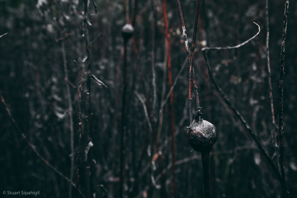 into-the-woods-31.jpg