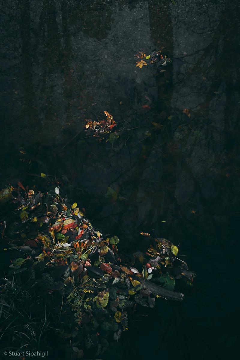 into-the-woods-1.jpg
