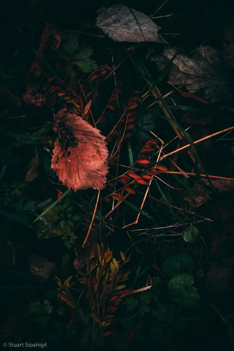 into-the-woods-27.jpg