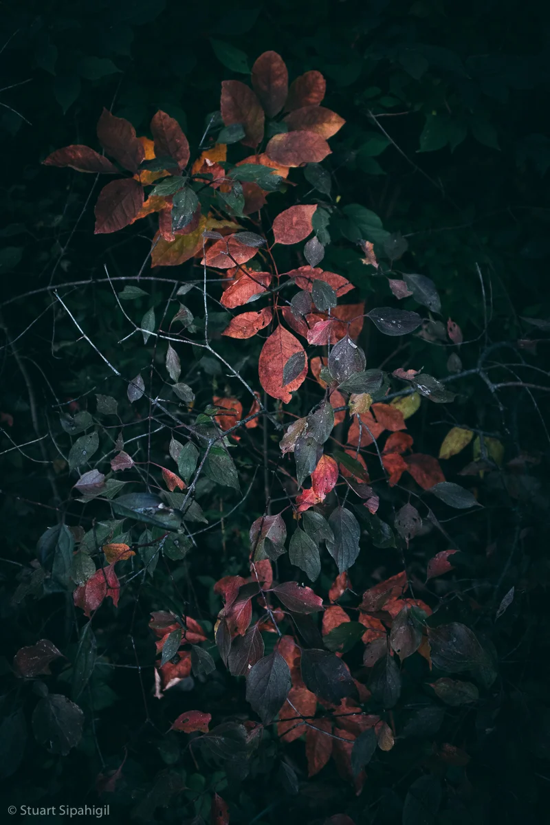 into-the-woods-21.jpg