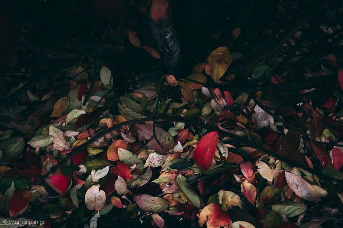 into-the-woods-32.jpg