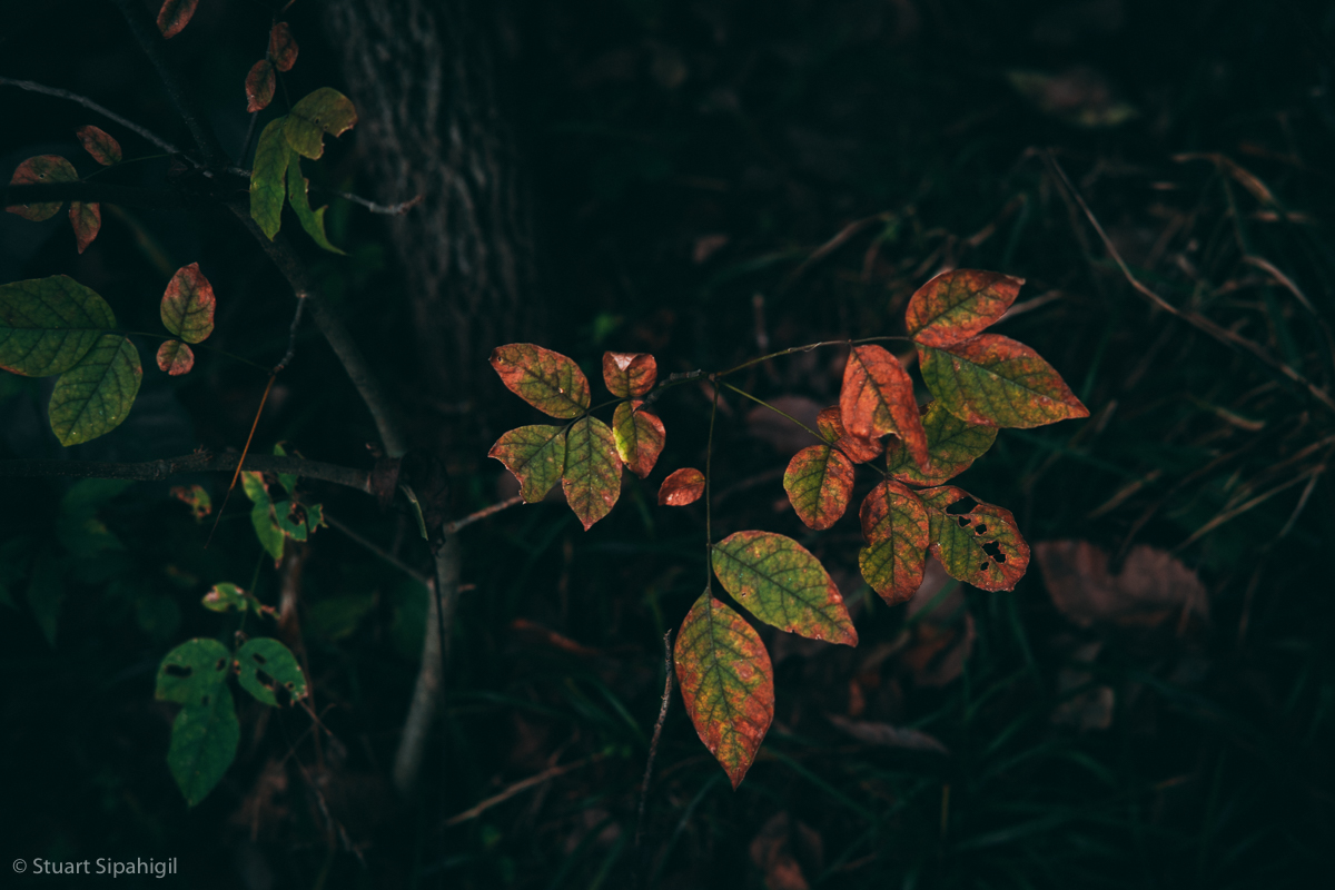 into-the-woods-46.jpg