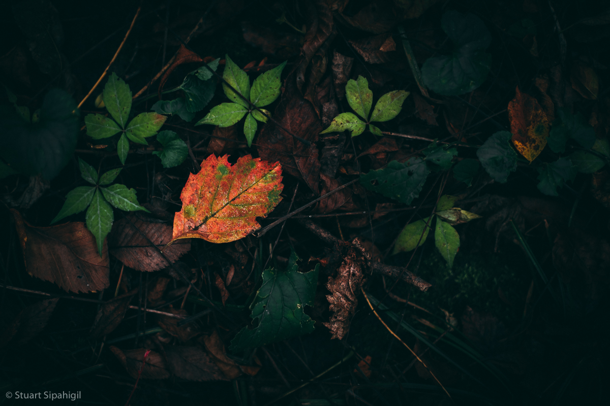 into-the-woods-48.jpg