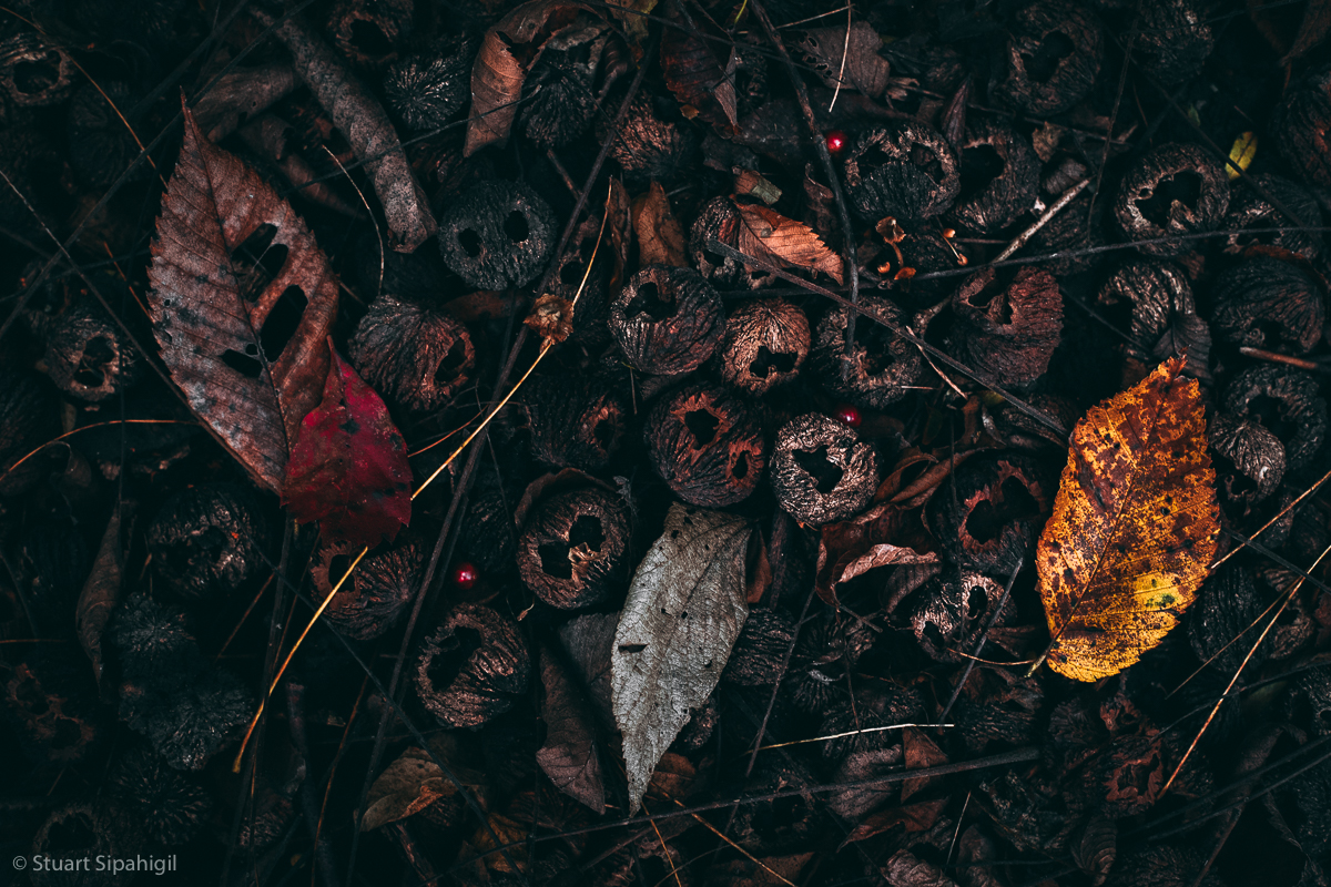 into-the-woods-47.jpg