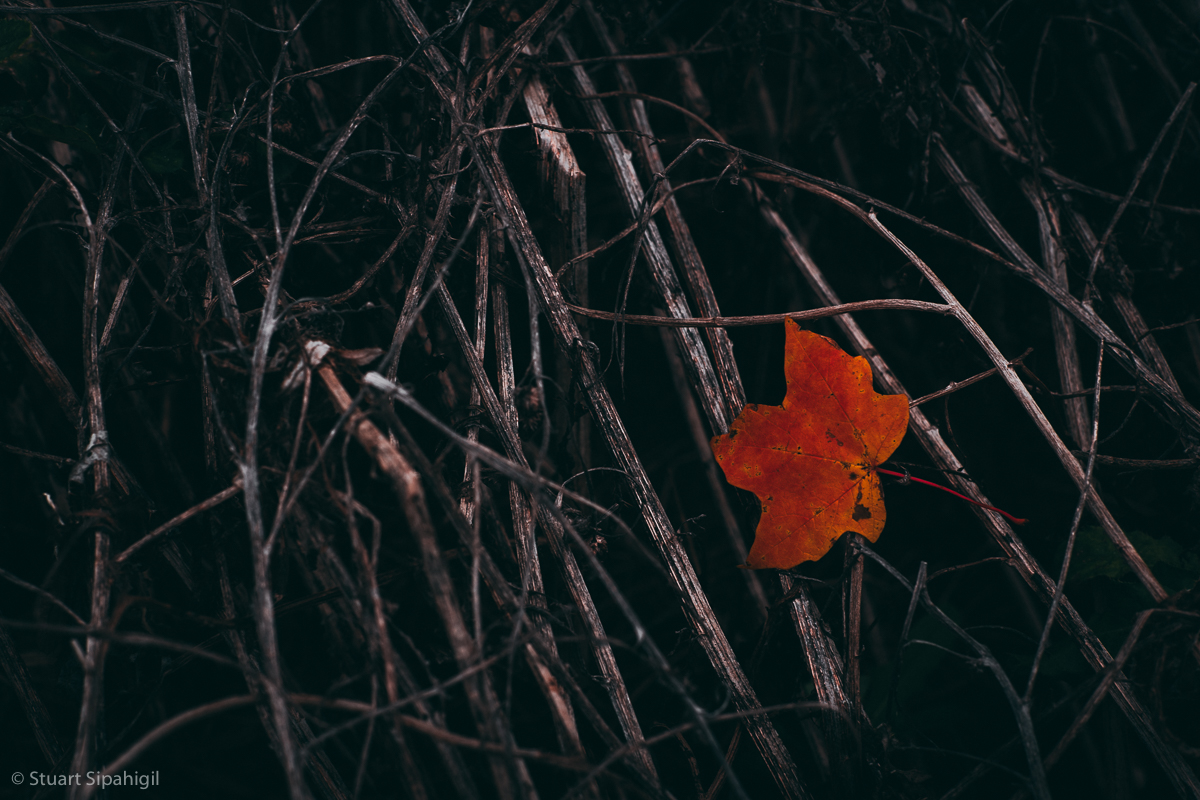 into-the-woods-52.jpg