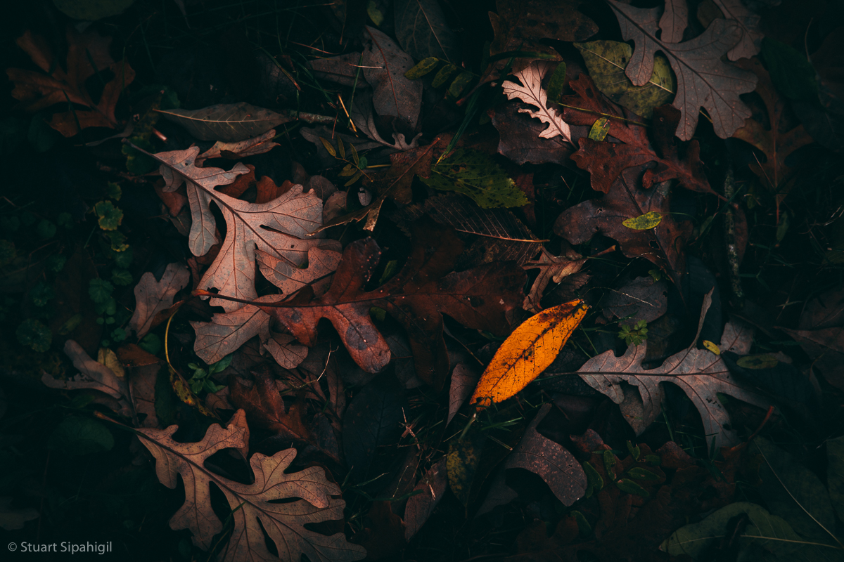 into-the-woods-54.jpg