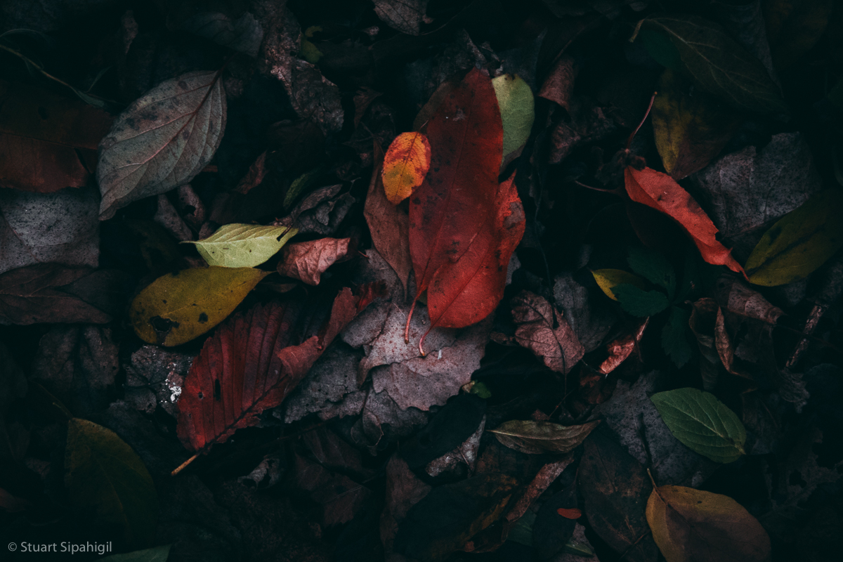 into-the-woods-29.jpg
