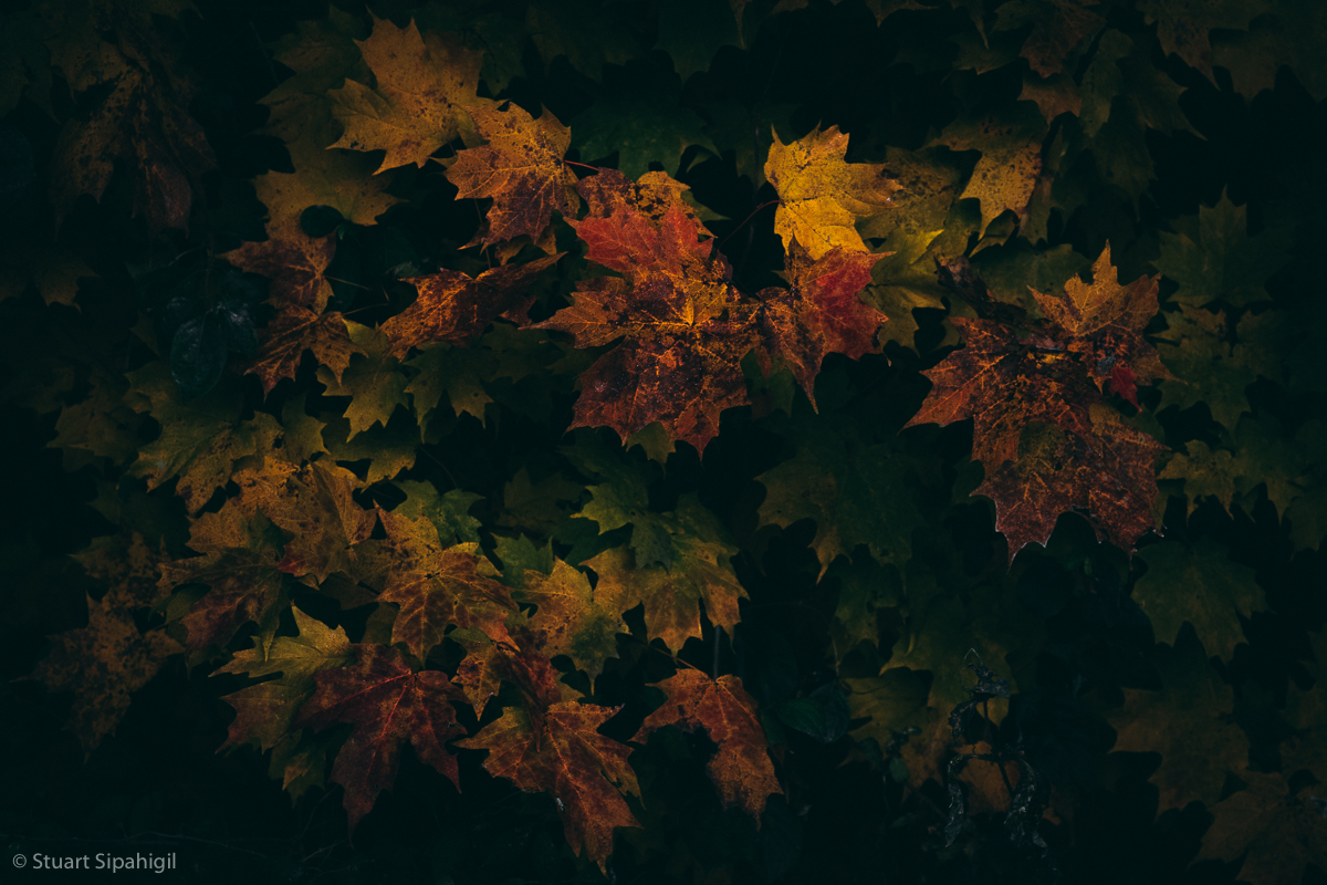 into-the-woods-50.jpg
