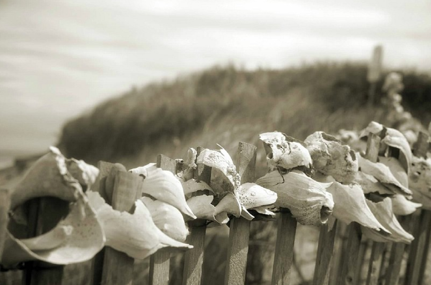 Sea Shells by the Sea Shore