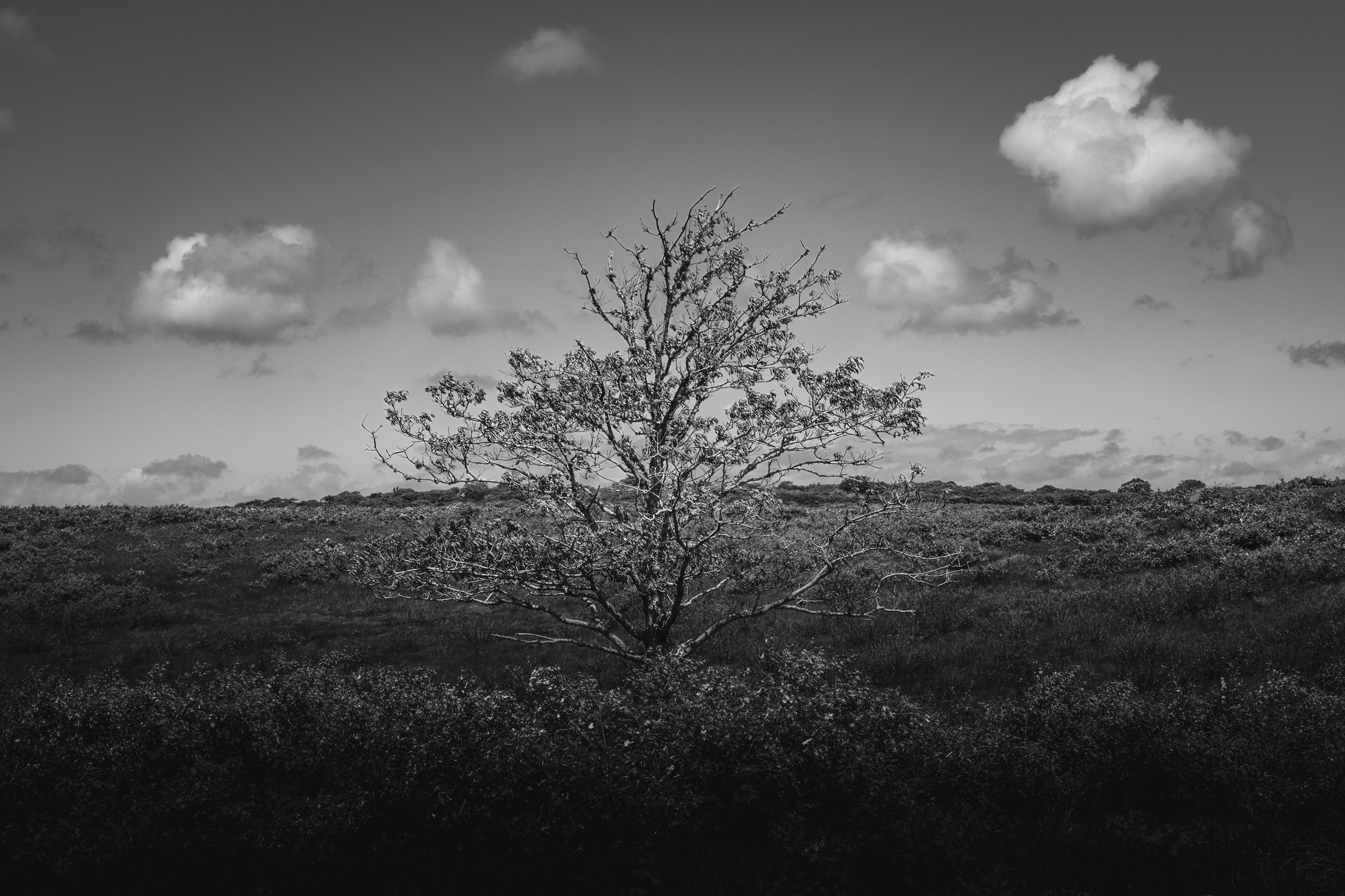 No.  21  | Beneath the Island Sky