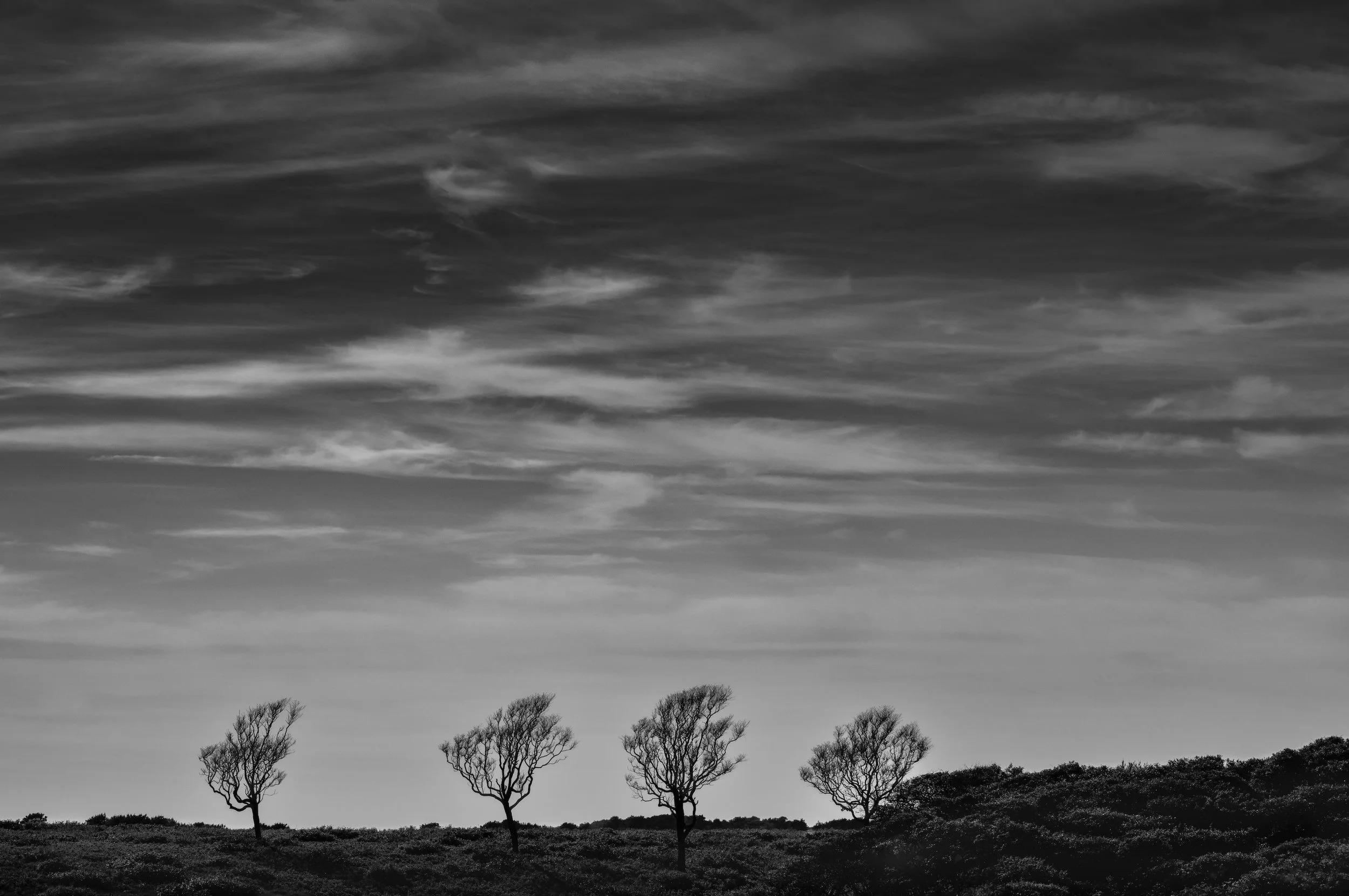 No. 12  | Silent Companions