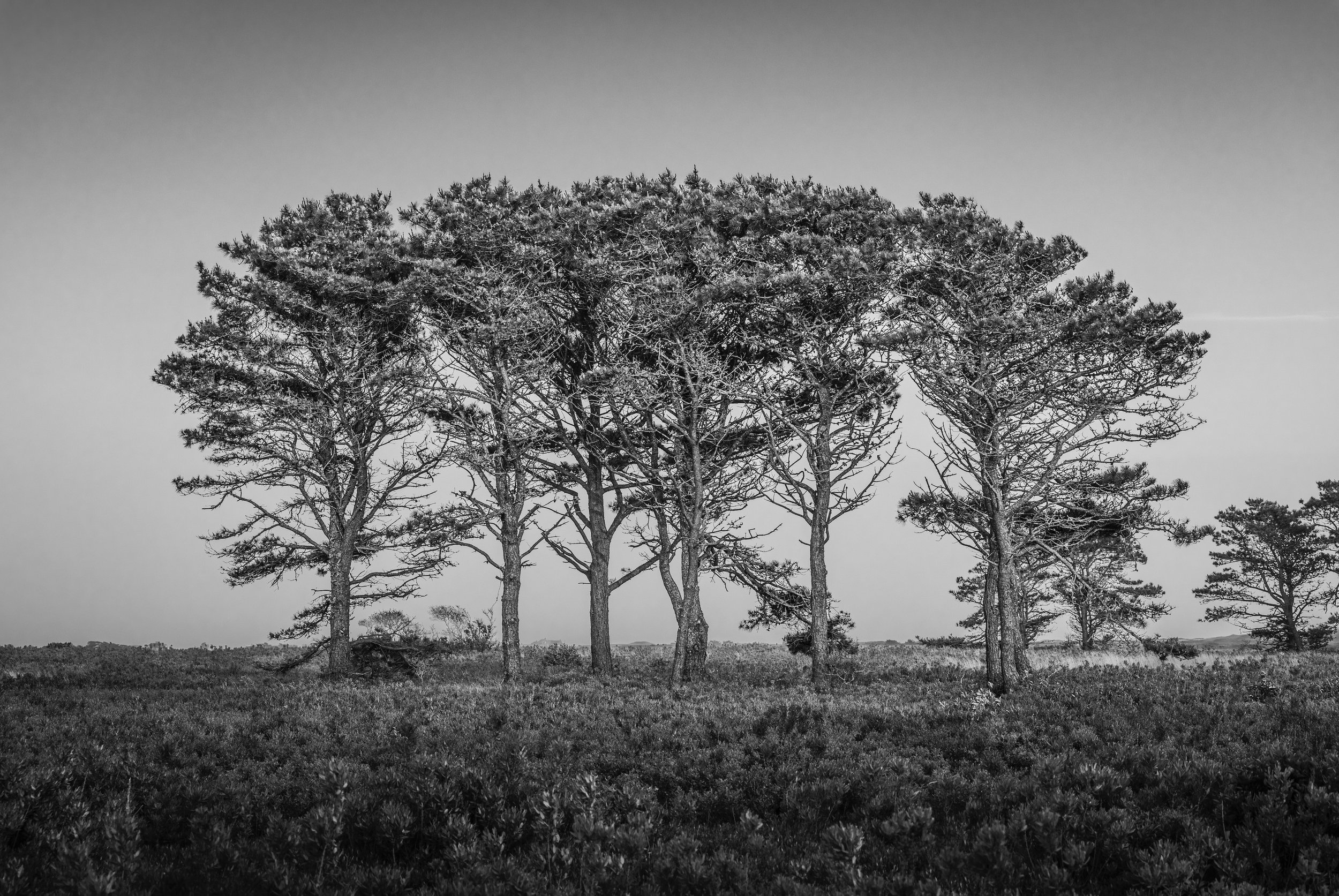 No.  10    |   Rooted Together