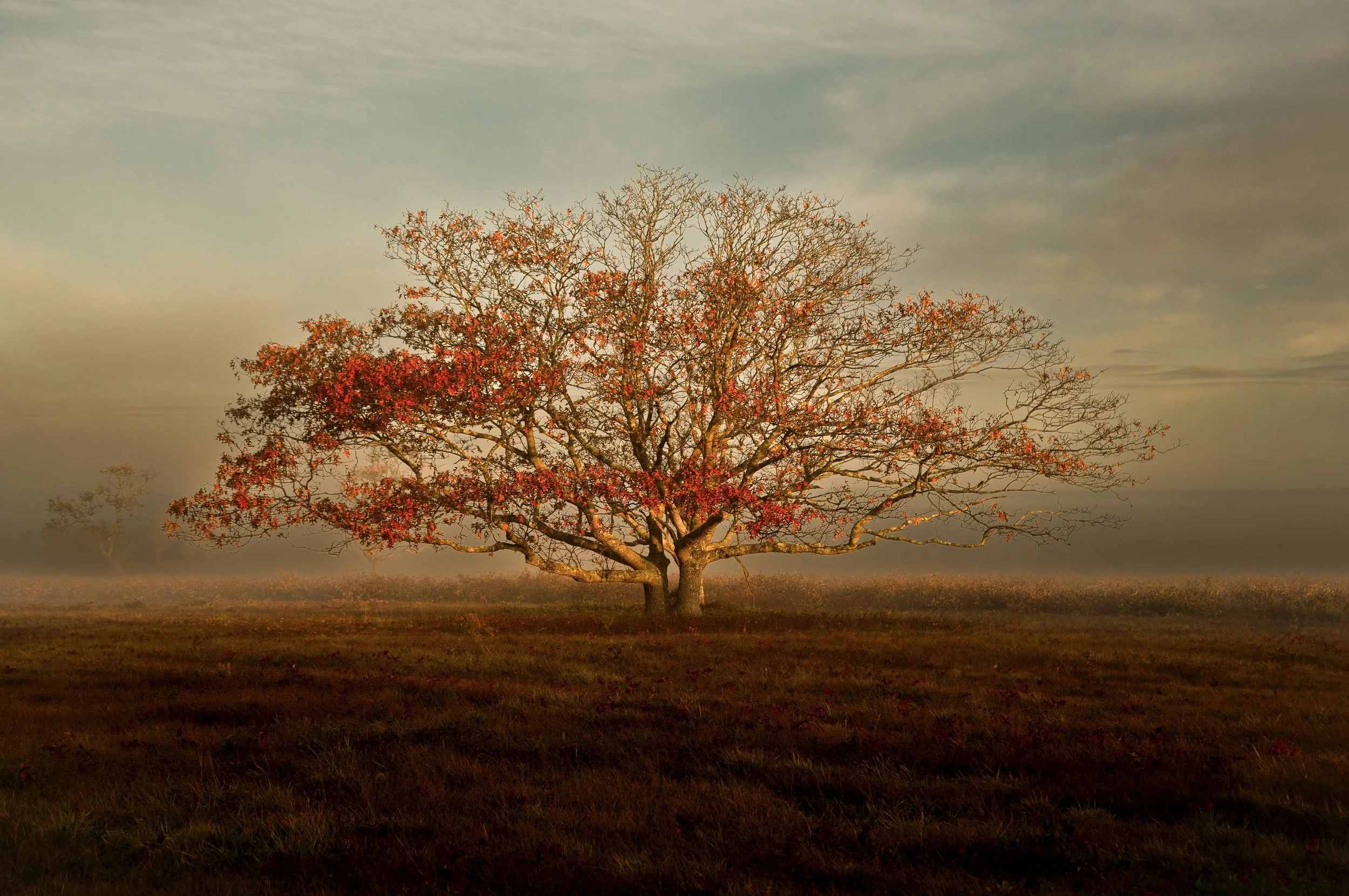 Stillness on the Serengeti
